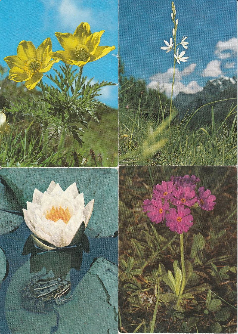 Ansichtskarten: 40 Diverse Blumenkarten – Gebraucht aus Lumbrein von made02 2