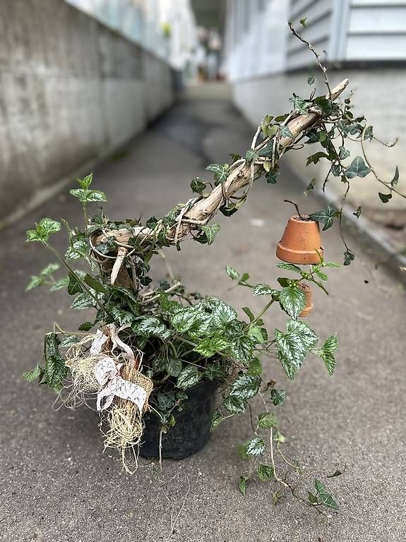 Plantes & graines: Efeu und Goldnessel  – D'occasion à Frauenfeld par Irene.Schuppli