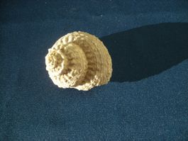 Kleine Muschel 4.5 cm in Naturzustand