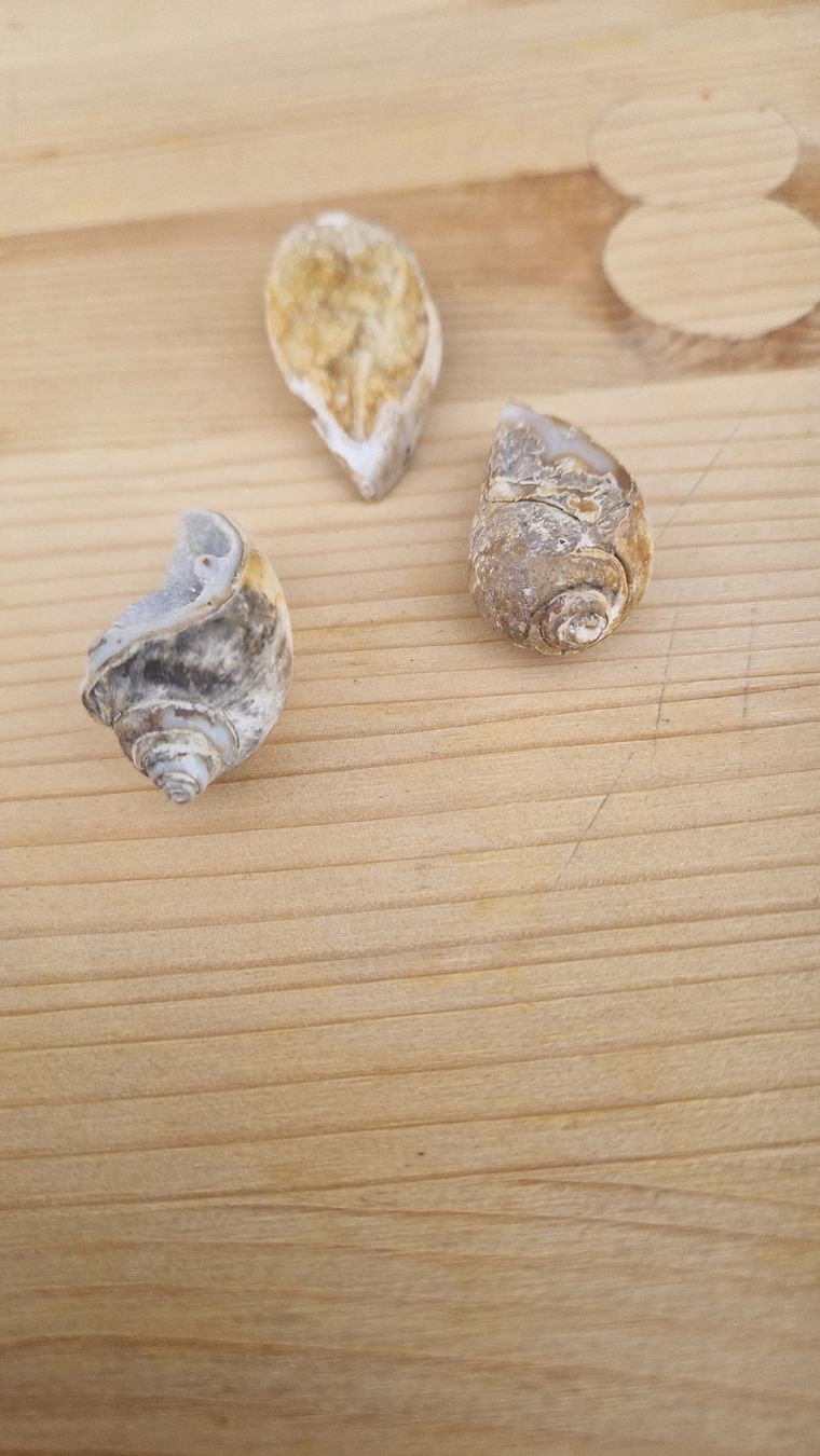Fossili: Fossile Quarz Schnecke – Usato da Niederhasli venduto da rehauge01 4