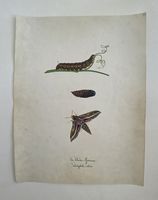 Schmetterling Buch lose Orig. Aquarell/Gouache 19.h  32x24cm