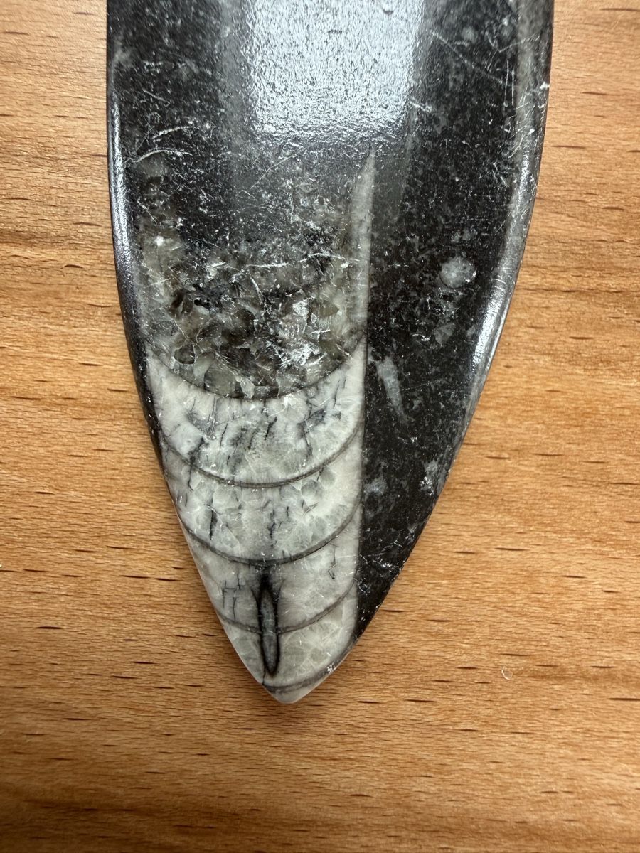 Fossili: Orthoceras-Kopffüsser – Usato da Grenchen venduto da Bastet007 2