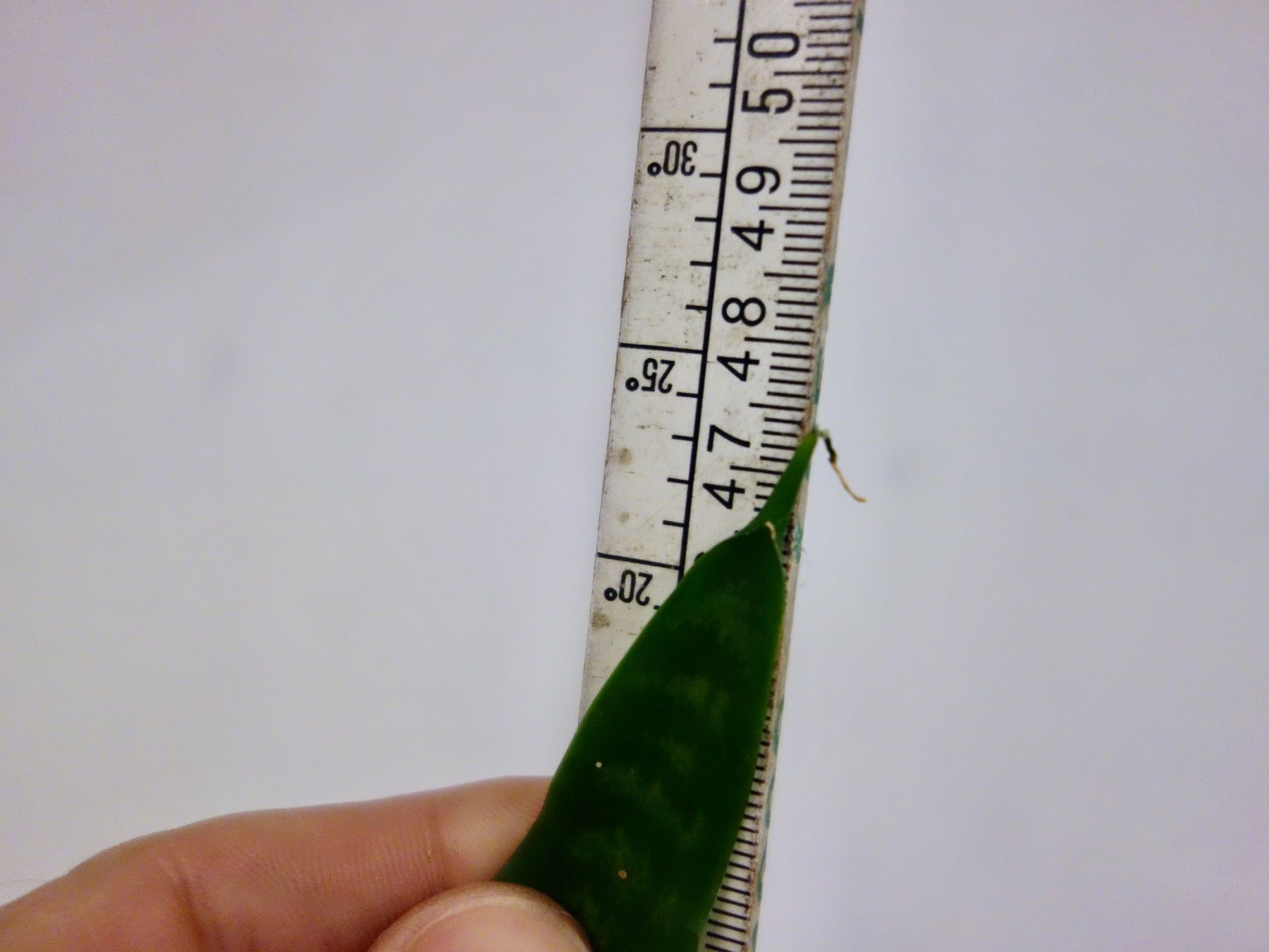 Piante & sementi: Bogenhanf Sansevieria Trifasciata – Nuovo (secondo la descrizione) da Kerzers venduto da zimmergruener 6