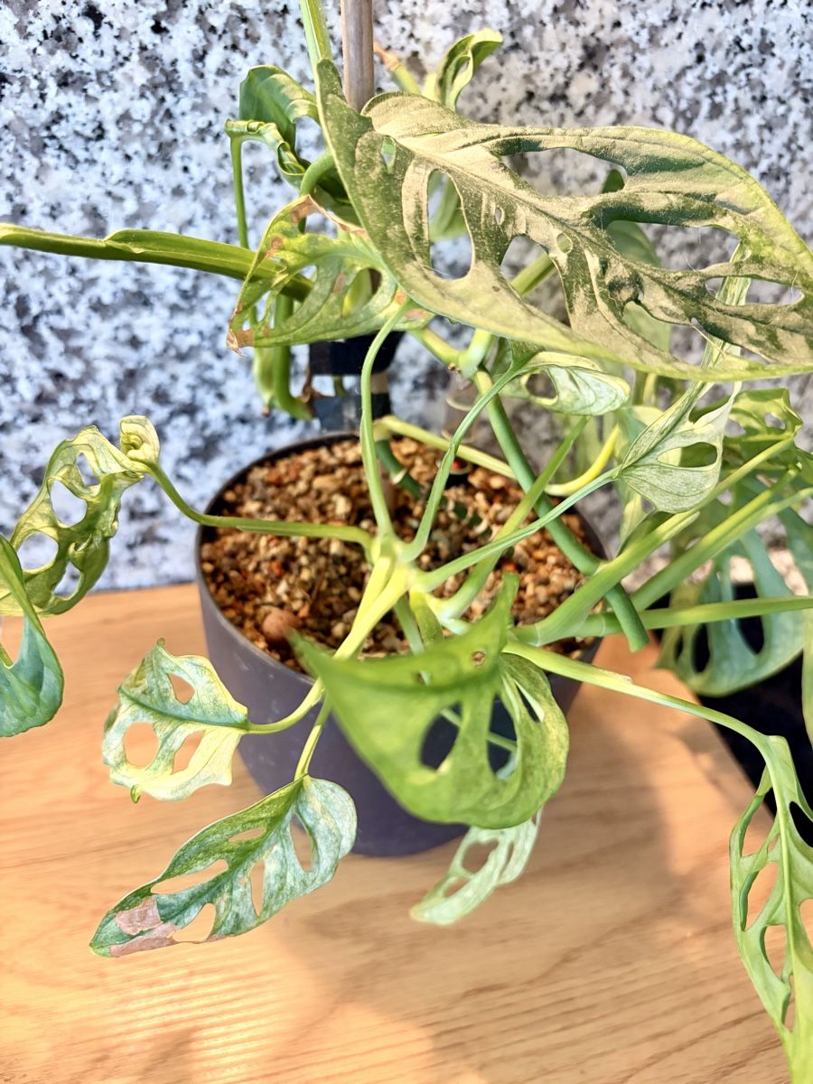 Plantes & graines: Monstera Adansonii – D'occasion à Kaiseraugst par dka_b97z 1