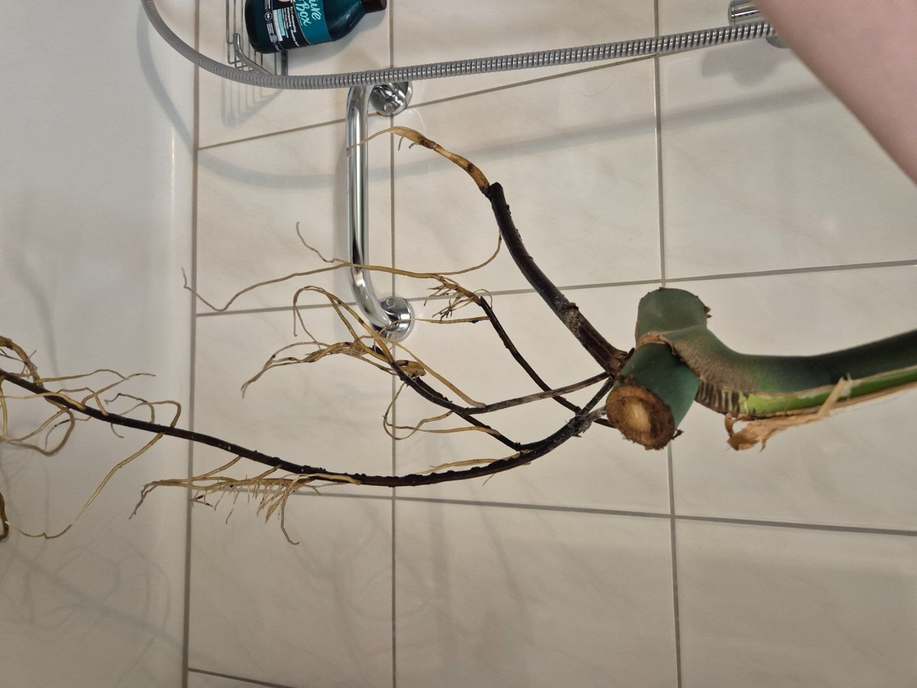 Piante & sementi: Riesensteckling Monstera Deliciosa – Nuovo (secondo la descrizione) da Mols venduto da s3lin4splnts 1