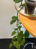 🌱 Zimmerpflanze in topf!