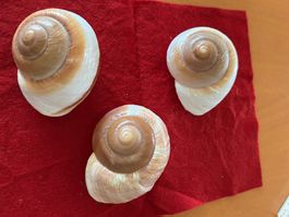 3 Stück grosse Schneckenhäuser  zum Basteln