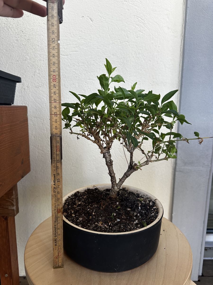 Piante & sementi: 5-jährige Forsythie Bonsai – Usato da Wohlen AG venduto da tim2026 1