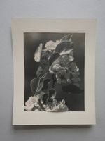 ALTES FOTO BLÜHENDER ZWEIG