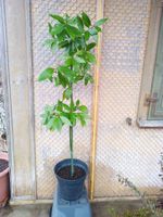 Echter Gewürzlorbeer - Laurus nobilis - 1 Pflanze