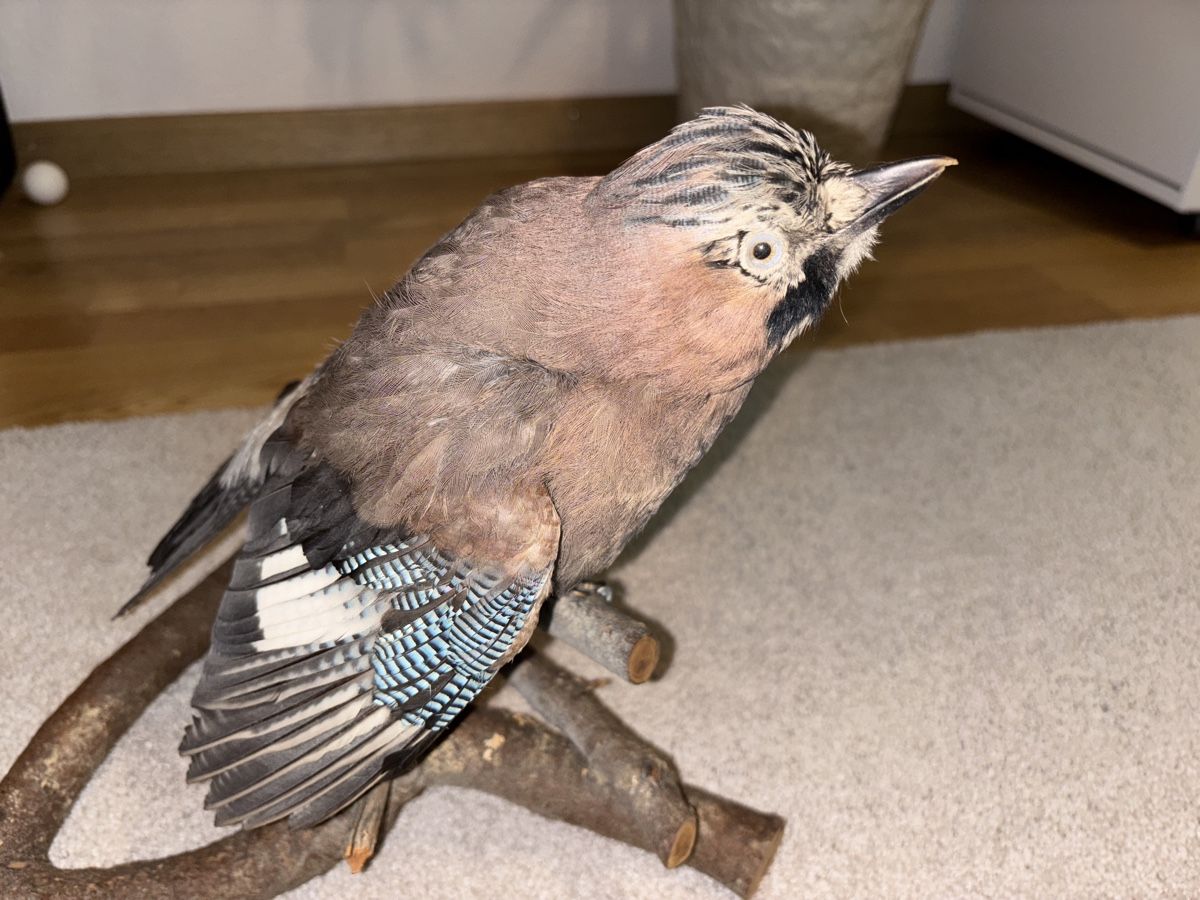 Welt der Tiere: Eichelhäher Präperat – Gebraucht aus Zürich von Naniiin