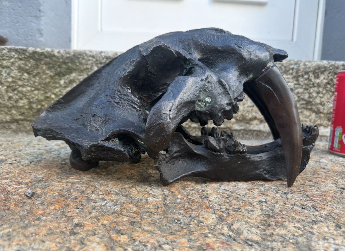 Monde des animaux: Crâne tigre – Neuf (Voir description) à Ste-Croix par kim.N 1