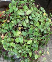 Dreimasterblume (Tradescantia)- Pflanze!