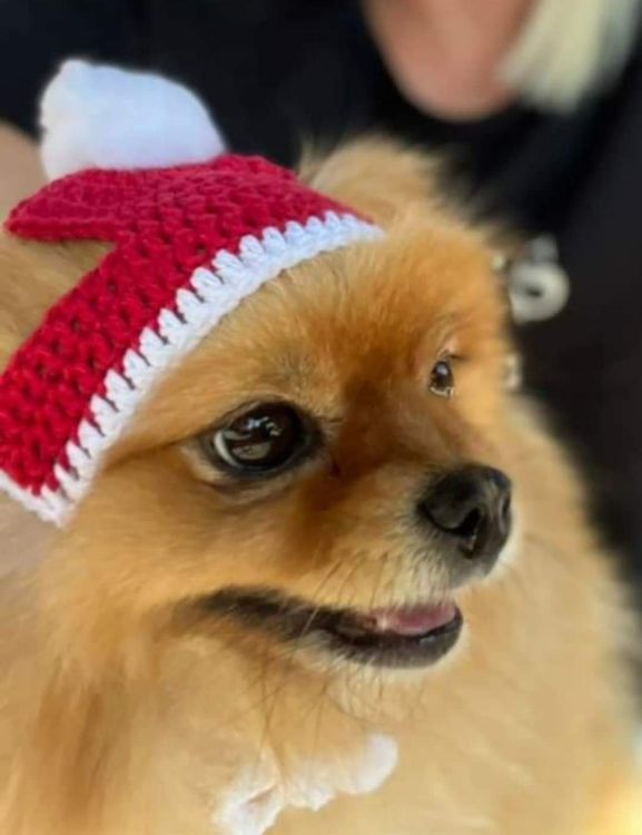 de Noël pour chiens Kaufen auf Ricardo