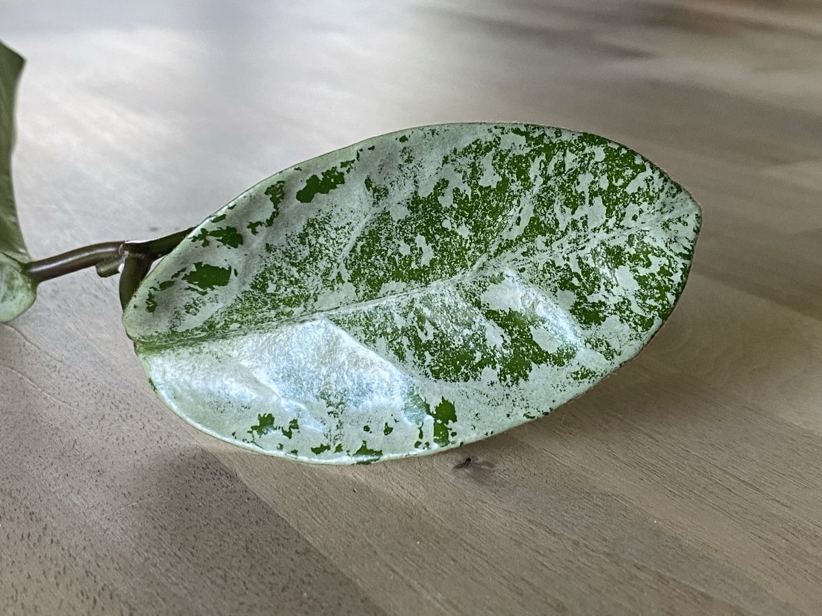 Plantes & graines: Ableger Hoya Nova Ghost – Neuf (Voir description) à Alchenflüh par smart-