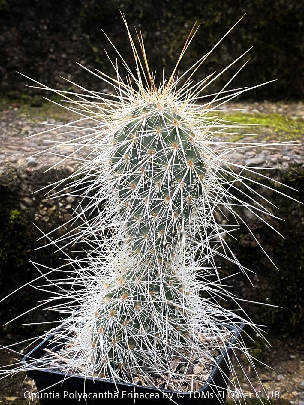 Piante & sementi: Opuntia Polyacantha Erinacea - "Grizzly Bear"- winterhart – Nuovo e nell'imballaggio originale da Adliswil venduto da astom369 2