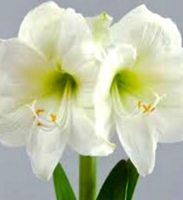 10 SAMEN Amaryllis «WHITE QUEEN» 10 GRAINES 10 SEMI 10 SEEDS