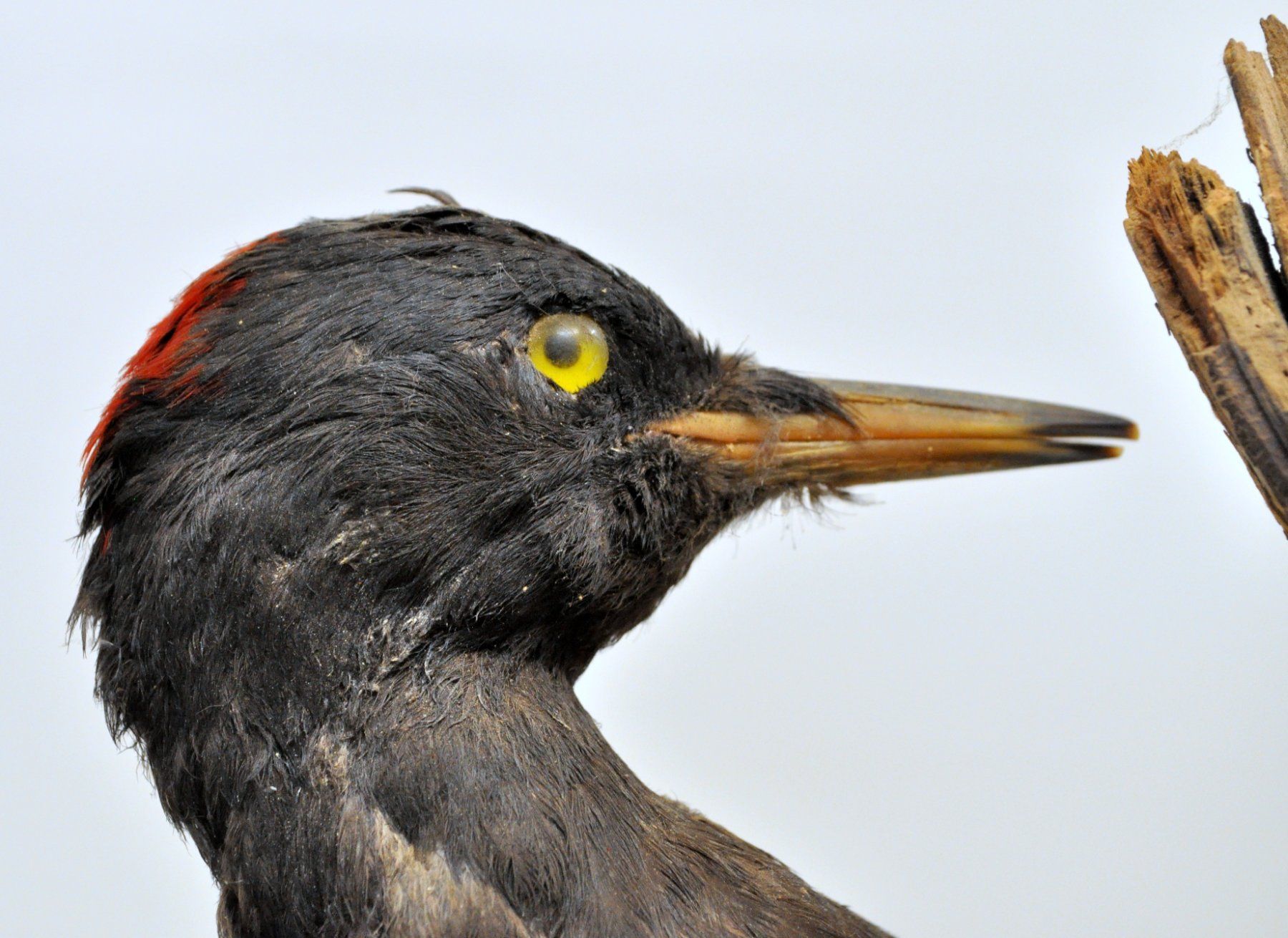 Il mondo degli animali: Pic noir naturalisé – Usato da Neuchâtel venduto da Neuchatel 2