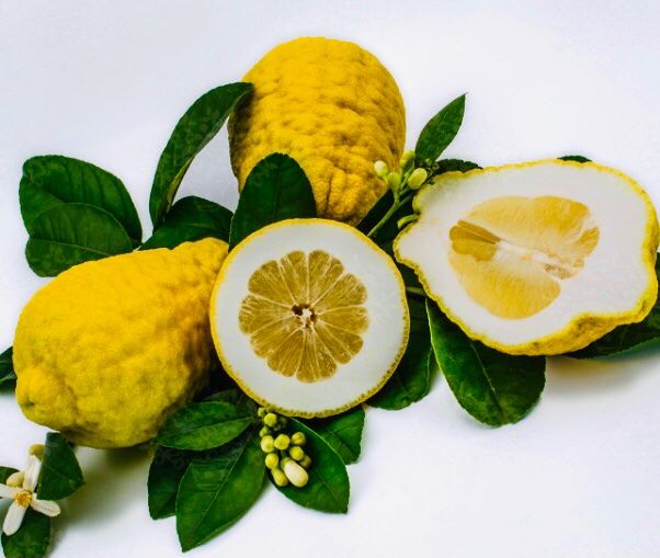 Ab 1.- fr 3 Samen Kalabrische Zedratzitrone CITRUS MEDICA | Kaufen auf ...