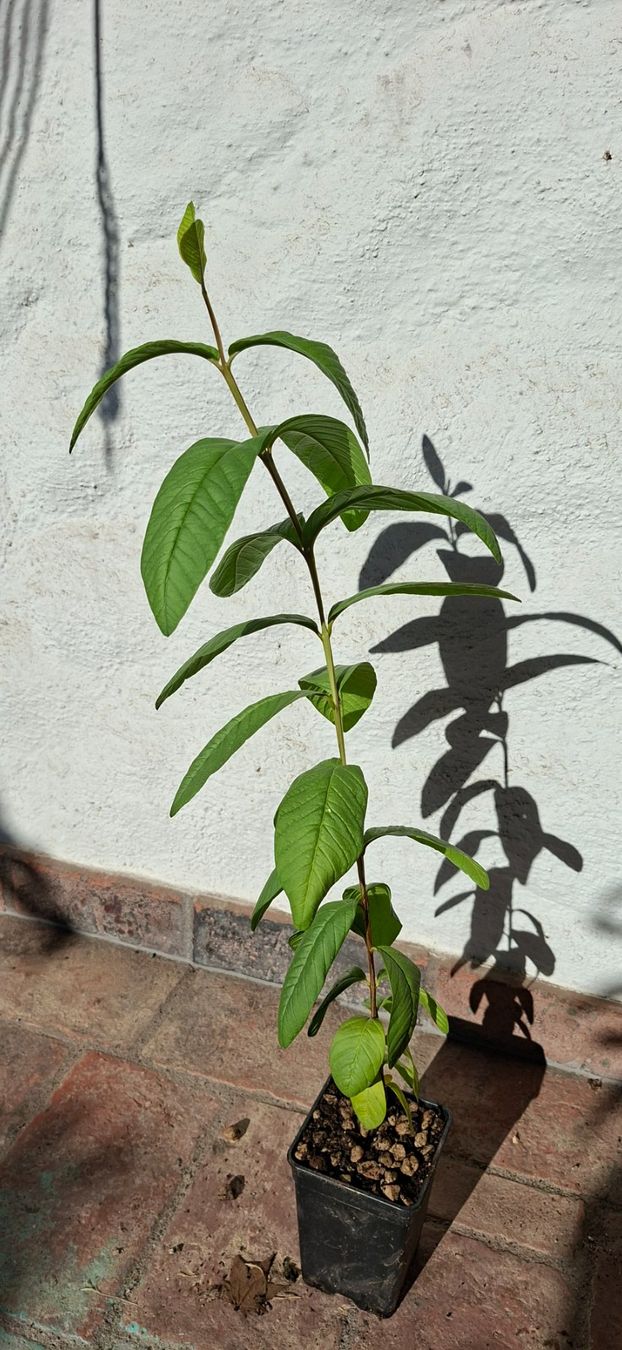 Pflanzen & Samen: Echte Guave (Psidium guajava) II – Gebraucht aus Alikon von Brunzolini 1