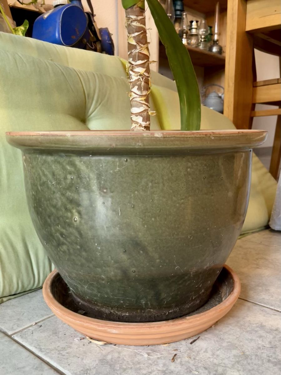Pflanzen & Samen: Yucca Palme mit grossem Topf und Untersetzer – Gebraucht aus Tuggen von wir_pds8 1