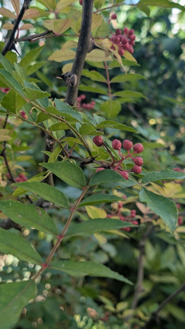 Piante & sementi: Szechuan-Peffer-Baum (Zanthoxylum piperitum) – Usato da Zürich venduto da tekrumba 2