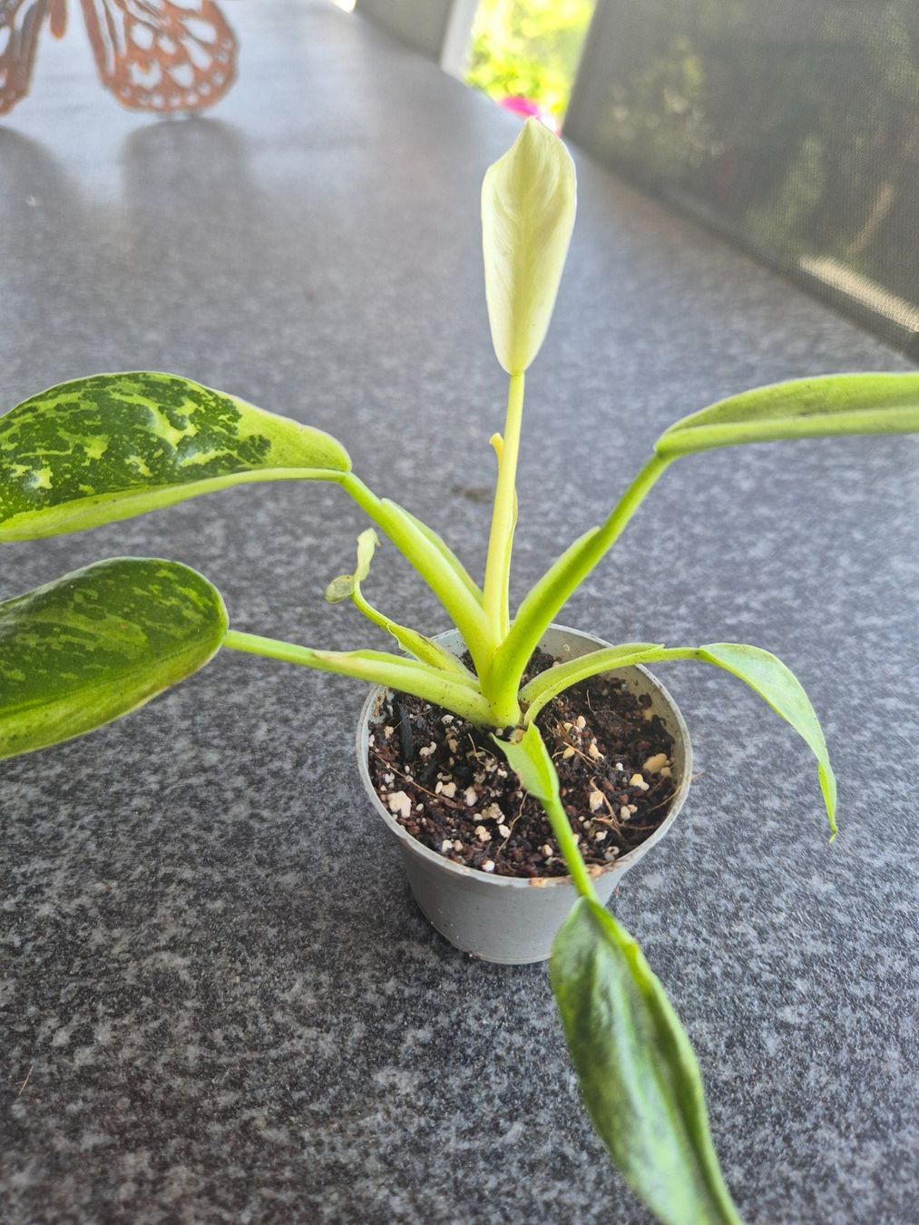 Piante & sementi: Philodendron 'Jose Buono' – Usato da Urtenen-Schönbühl venduto da Pflanzenherberge