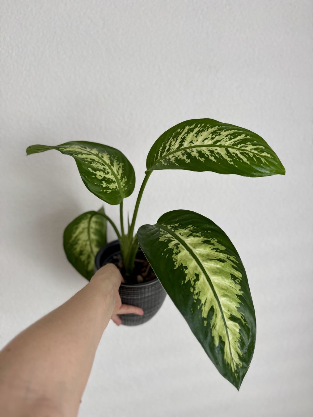 Piante & sementi: Dieffenbachia – Nuovo (secondo la descrizione) da Bülach venduto da Bloom_Witch 2