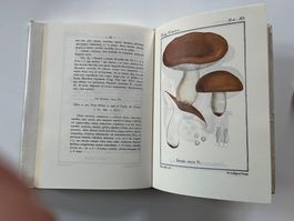 Fungi Tridentini Giacomo Bresadola