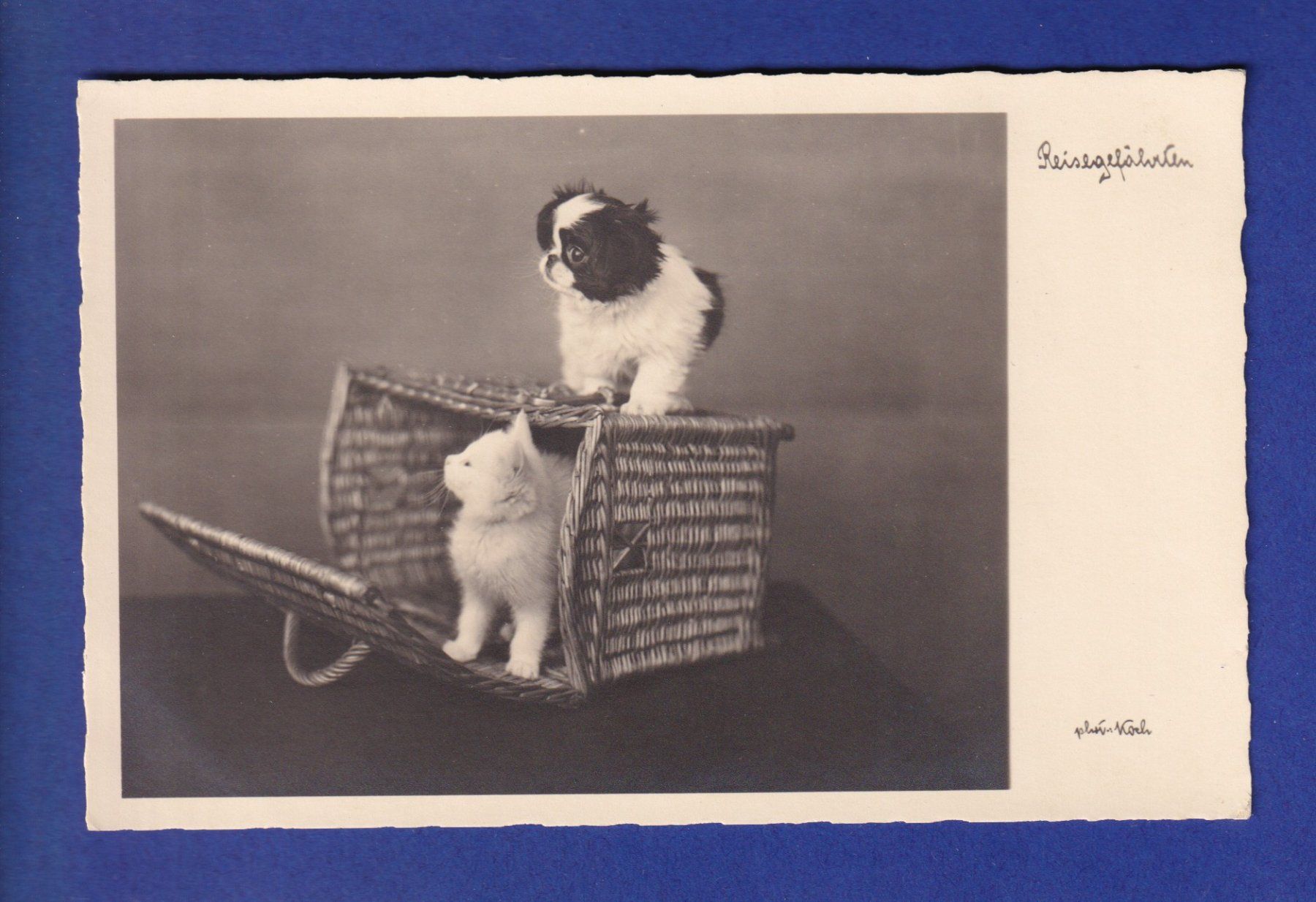 Cartoline postali: CHAT - Et chien – Usato da Pully venduto da nicecards-shop
