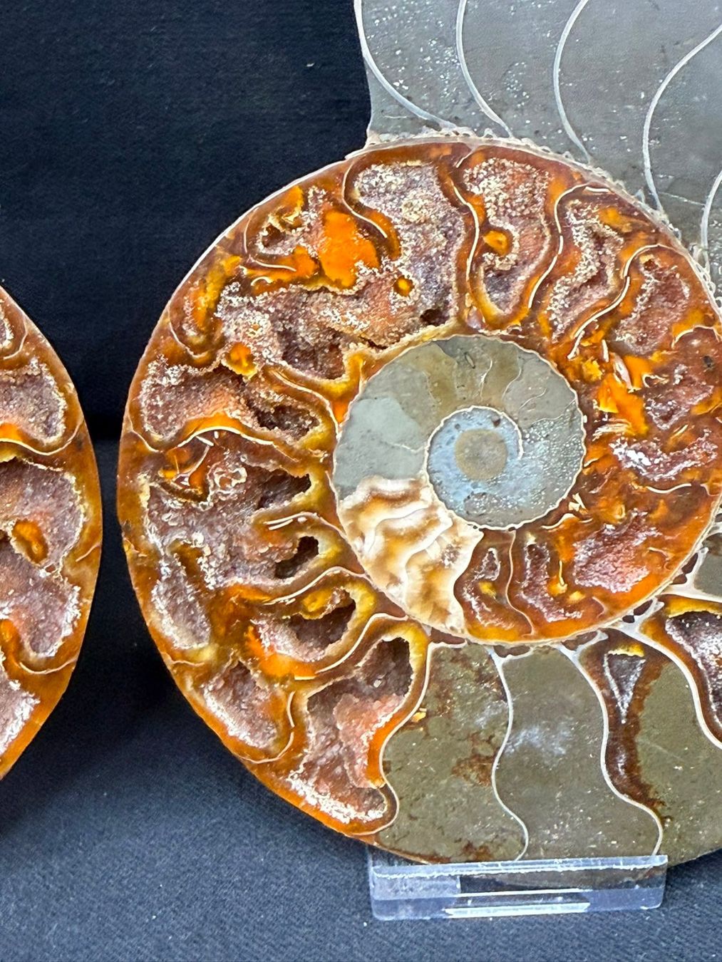 Fossili: Ammoniten-Paar – Usato da Schinznach Bad venduto da Demerald 5