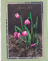 Kitsch Tulpen Bonne Fête 1934