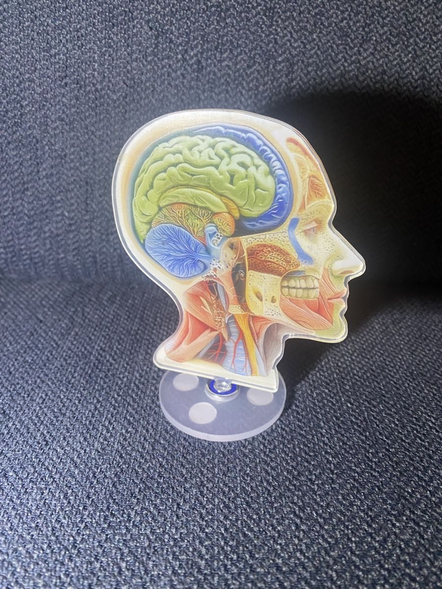 Kit di modellismo & Modellini statici: Anatomie Modell Kopf -  2Dimensionales Model – Usato da Berikon venduto da Samurai67ch 2