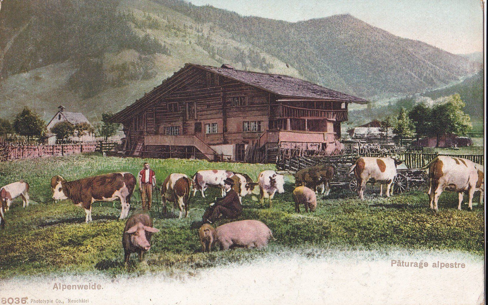 Ansichtskarten: Landwirtschaft Alpenweide – Gebraucht aus Olten von clotaldi