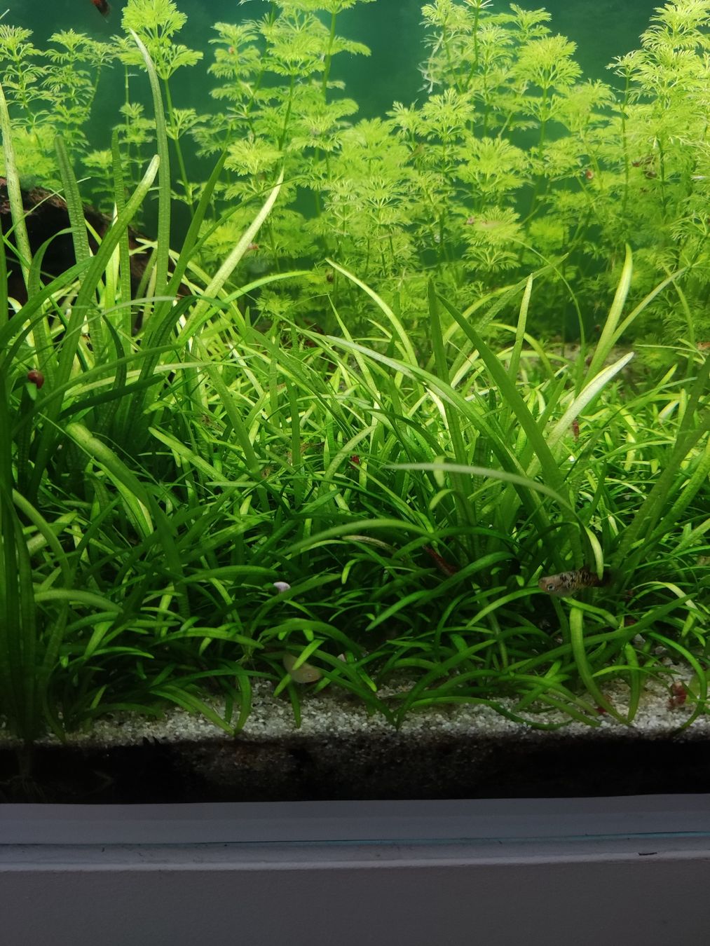 Piante & sementi: Aquarium Pflanzen 2stk 1fr bitte lesen – Nuovo (secondo la descrizione) da Safenwil venduto da mar_tbk5