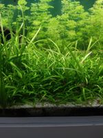 Aquarium Pflanzen 2stk 1fr bitte lesen
