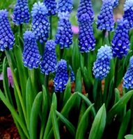 15 zwiebeln MUSCARI ARMENIACUM 🌱 15 bulbes MUSCARI ARMENIA