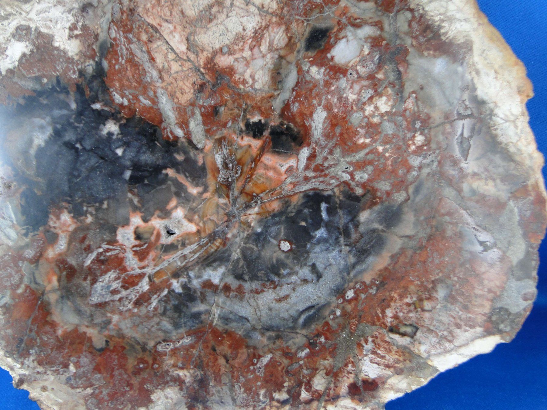 Fossili: Versteinertes Holz – Usato da Schinznach Bad venduto da Demerald 7