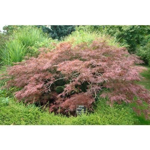 Piante & sementi: Erable du Japon Dissectum Garnet 20-30cm – Nuovo (secondo la descrizione) da Bremblens venduto da FIBONACCI369 1