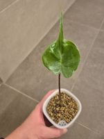 🌿 Junge Alocasia Stingray #1🌿