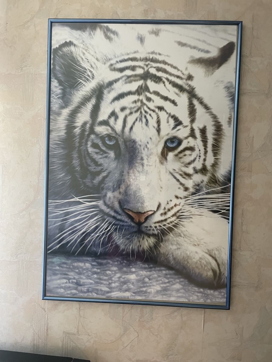 Poster & Bilder: Weiser Tiger Bild 90/ 63 cm – Gebraucht aus Münchwilen TG von SeHuDoHu