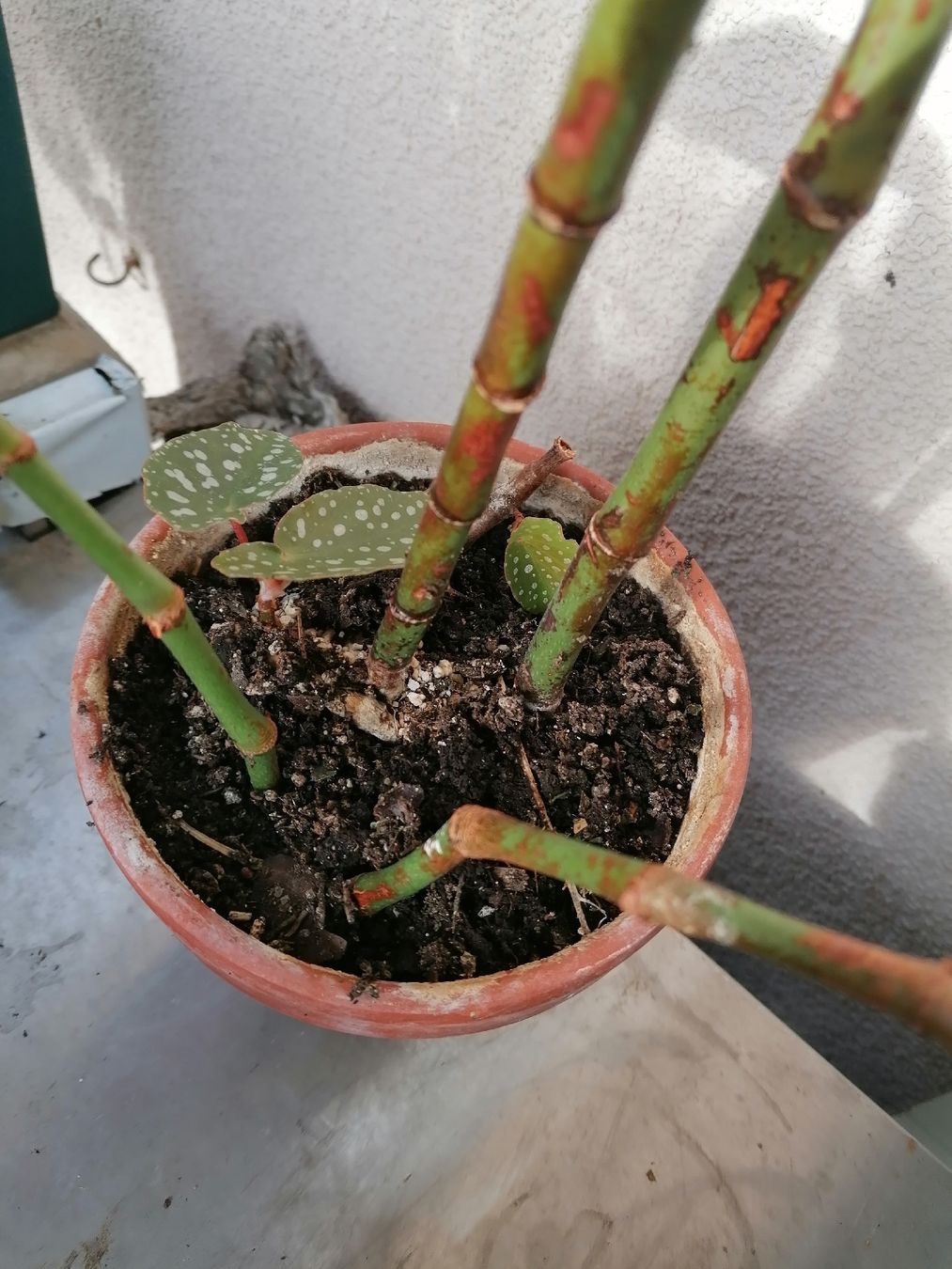 Piante & sementi: Begonia de colección – Usato da Le Mont-Pèlerin venduto da dundun1 3