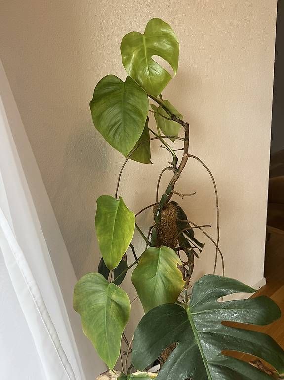 Piante & sementi: Pflanze Monstera / Fensterblatt – Usato da Liebefeld venduto da BernVerkaufAnkauf 2