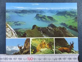 PILATUS KULM WILDTIERE AK ONW