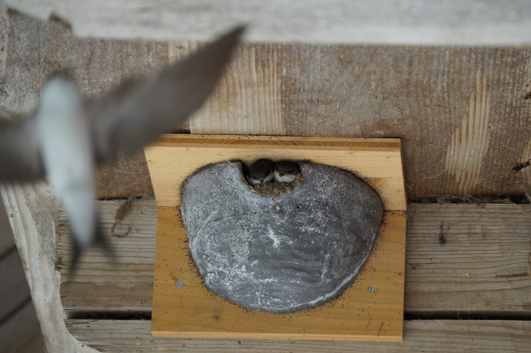 Casette per uccelli: Schwalbennester Mehlschwalbennester Brutnester Vogelhaus – Nuovo (secondo la descrizione) da Süderen venduto da paeng007 1