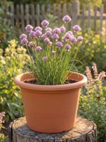 Vasar Pflanztopf Blumentopf Terracotta Grösse XL Neupr. 50,-