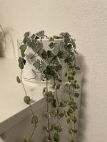 Ceropegia Woodii Variegata Trailing Plant in Pot