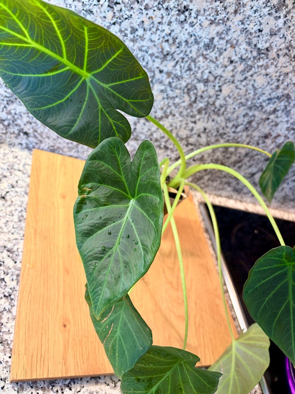 Piante & sementi: Alocasia Regal Shield – Usato da Kaiseraugst venduto da dka_b97z 4