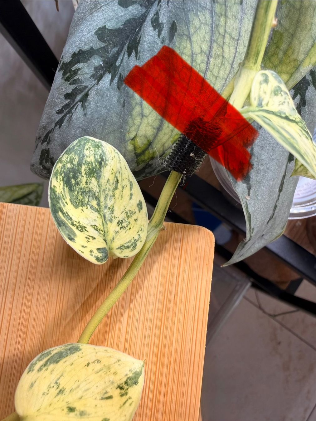 Plantes & graines: Scindapsus silver cloud dark form – D'occasion à Kaiseraugst par dka_b97z 2