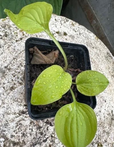 Piante & sementi: Hosta Lime Lisa – Usato da Lajoux JU venduto da Briard0